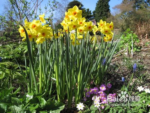 水仙的栽培技术