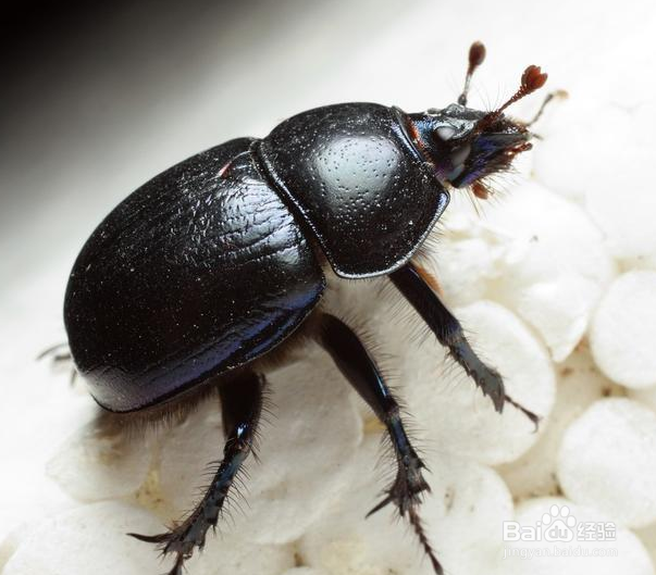 农村抓来喂鸡的“瞎打碰”为什么越来越少了？