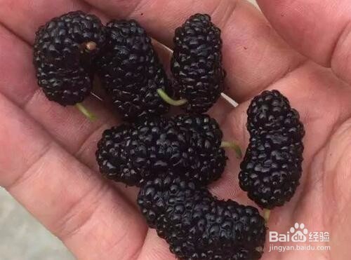 吃桑葚的好处和注意事项