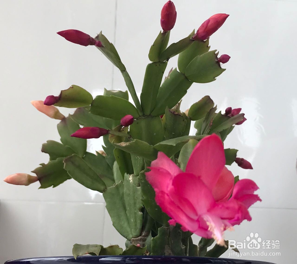 蟹爪兰的养护方法