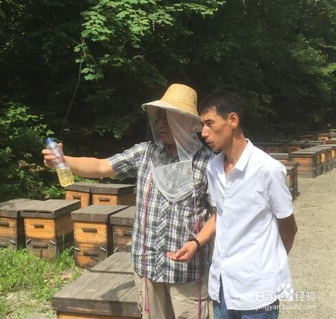 糠椴蜜与紫椴蜜哪个好?紫椴蜜好还是糠椴蜜好?