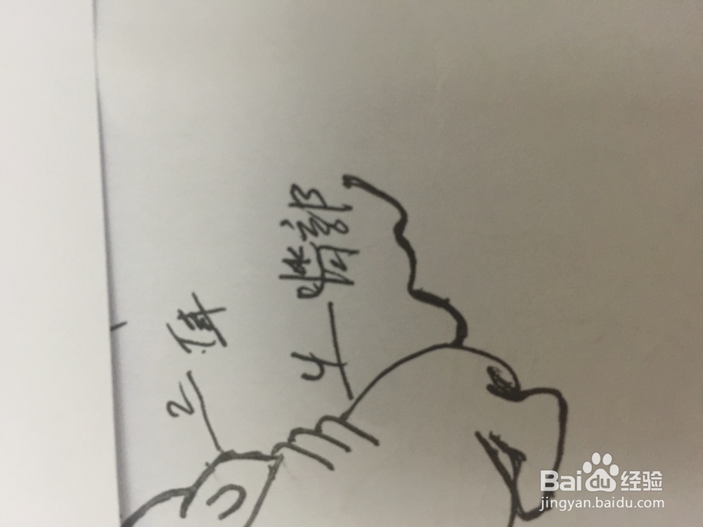 如何画在想问题的沙皮狗。