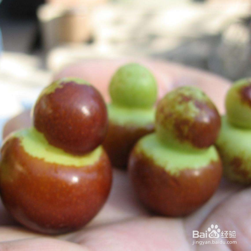 鲜葫芦怎么处理成干葫芦盘玩