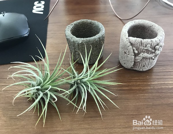 种植与养护空气凤梨的方法