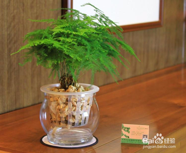 几种适合室内养殖的花卉