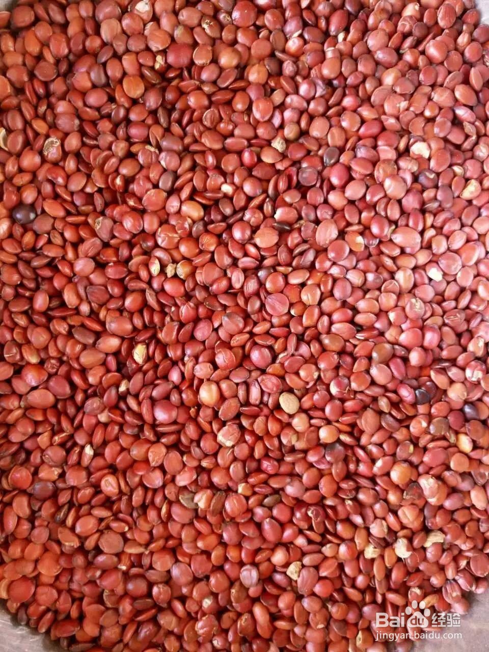 太行山酸枣仁，正宗产地，治疗失眠效果好