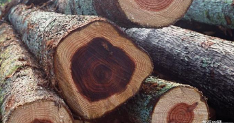 刺猬紫檀怎么鉴别