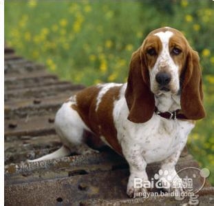怎么训练巴吉度犬
