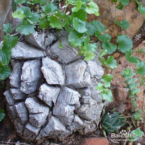 龟甲龙的养殖方法和注意事项