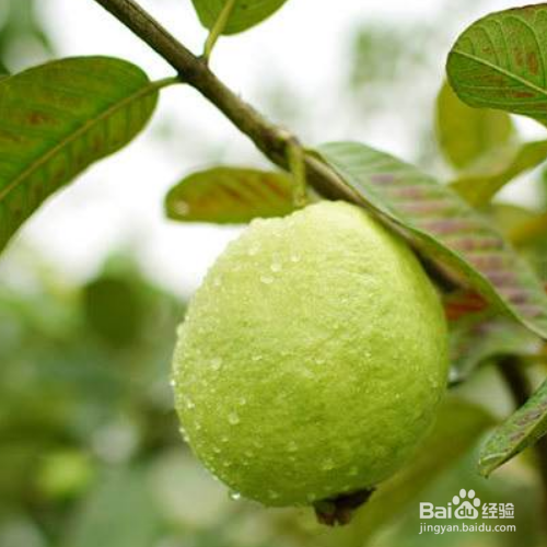 番石榴果的培育方法和注意事项
