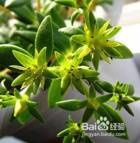 垂盆草怎么样养才能爆盆