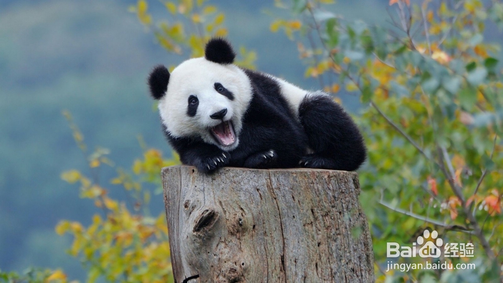 成都游玩打卡景点