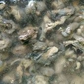 川味口水鸡。
