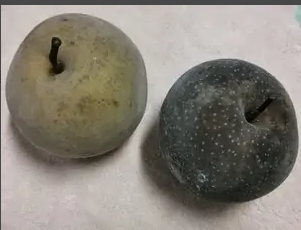 冻梨怎么冻才能黑