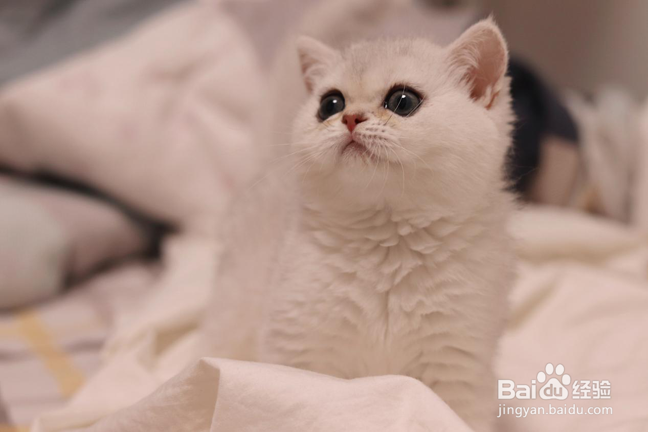 猫咪美毛适合吃鱼油还是猫卵磷脂？