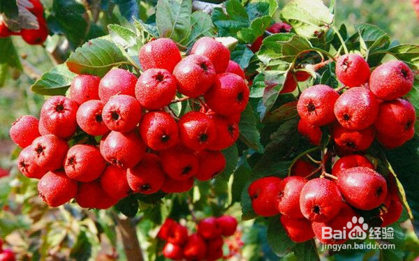 经过几十万人验证过的减肥中医秘方大揭秘