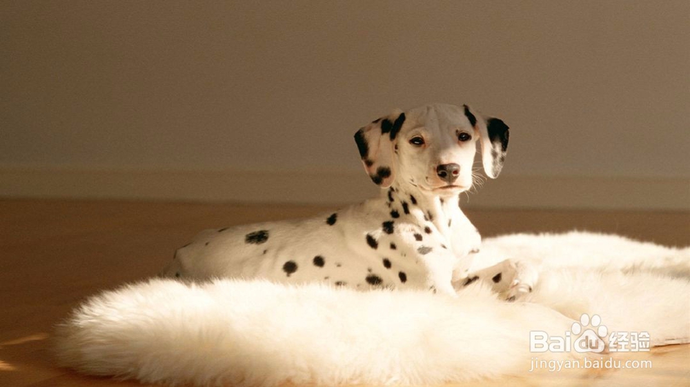 怎样读懂犬的心理特征?