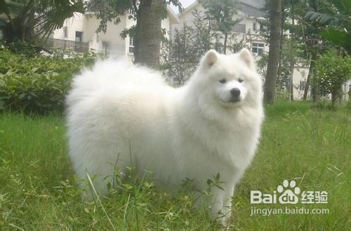 饲养萨摩，不可忽视饭后散步