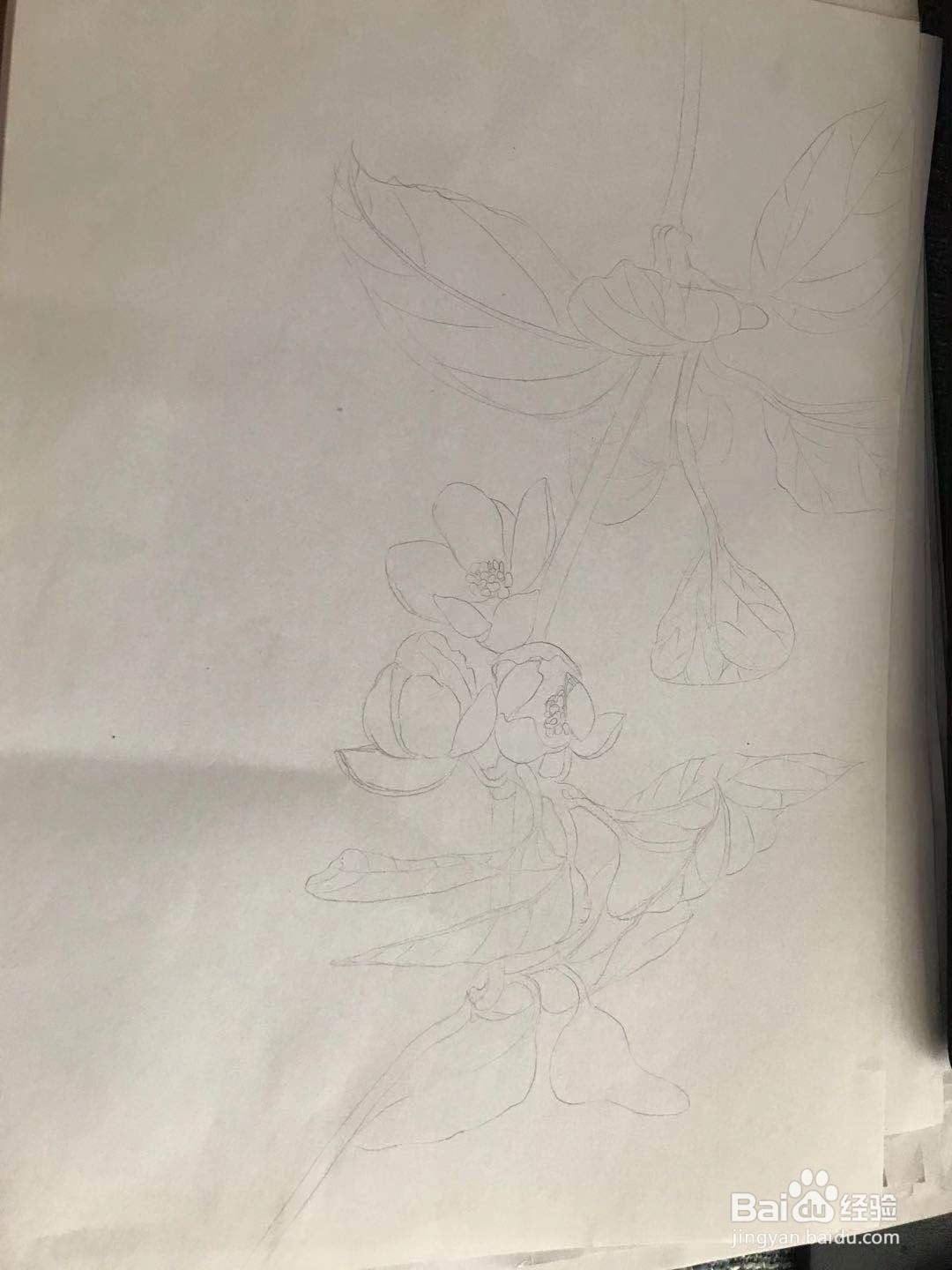 画五味子的花朵和枝叶