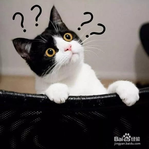 怎么判断猫咪是不是冷