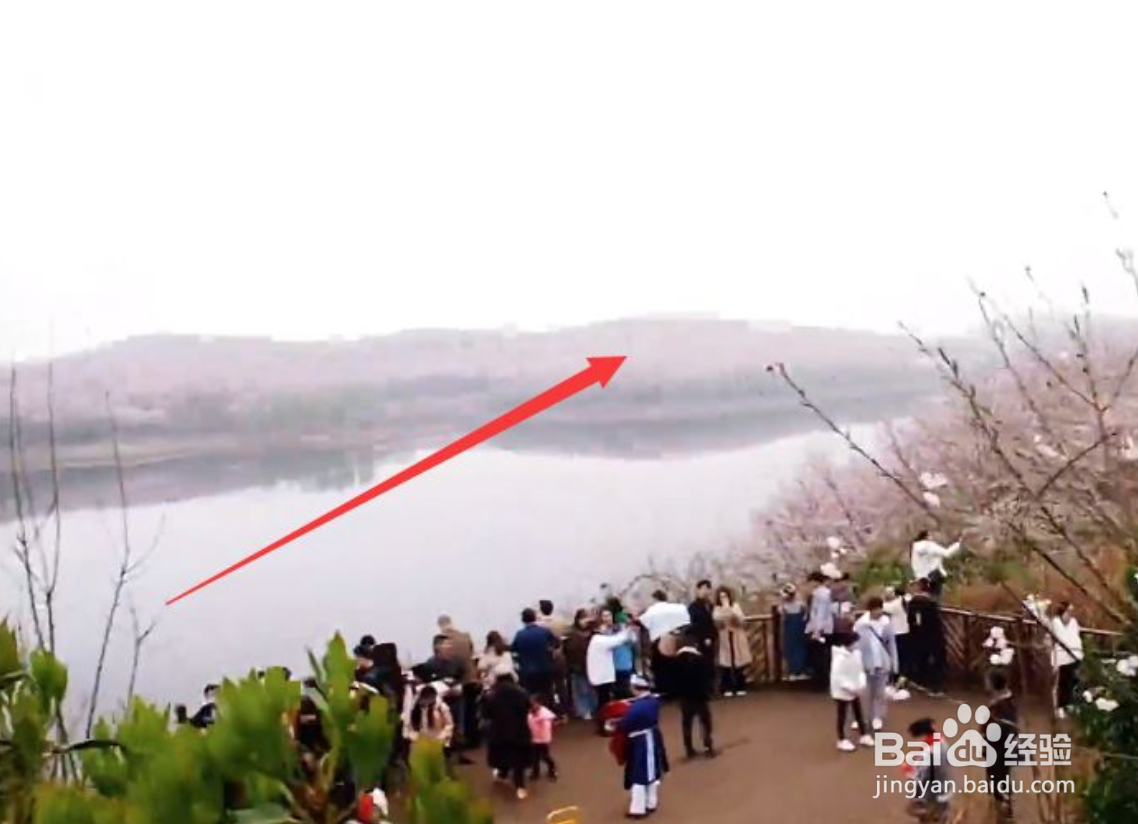 平坝樱花园攻略