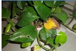 绿萝黄叶的原因和解决方法