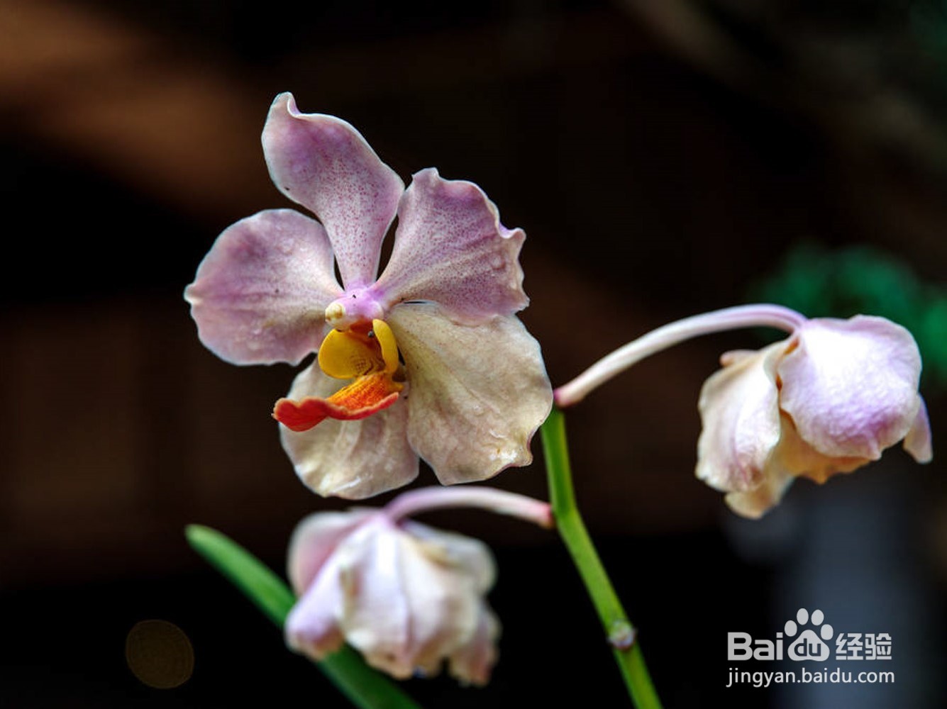 蝴蝶兰的养殖方法和注意事项