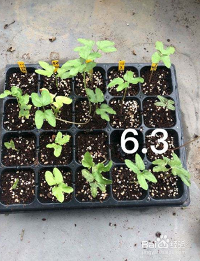 勋章菊种子的种植方法
