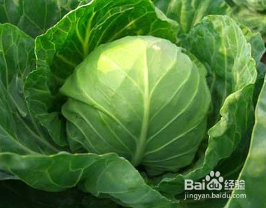 最养胃的十种食物