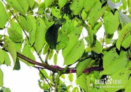 花长虫了怎么处理