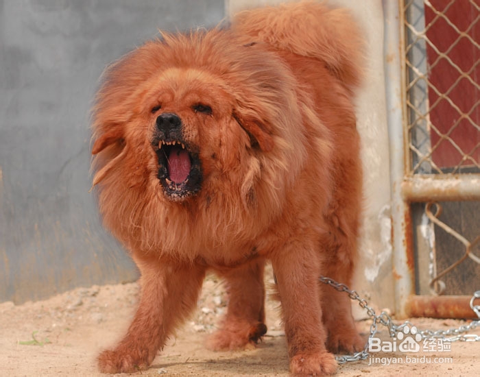 大型护卫犬有哪些