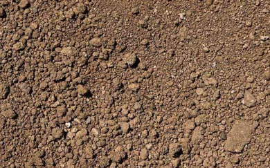 花长虫了怎么处理