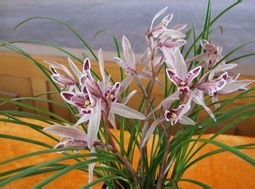 养兰花植料应该具备的基本特点