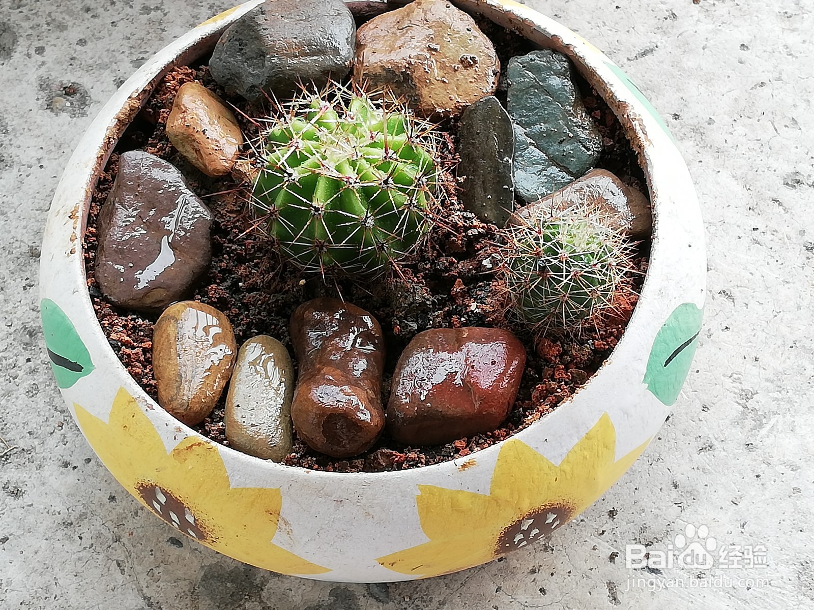 仙人球怎样分球栽种