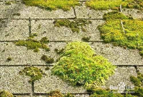 水泥地青苔怎麼快速清除