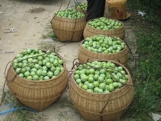 每天吃这些水果，什么美容和保健品都不用了(二)