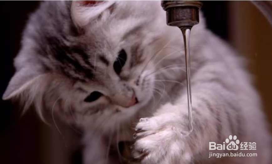 怎么制止猫咪玩水？