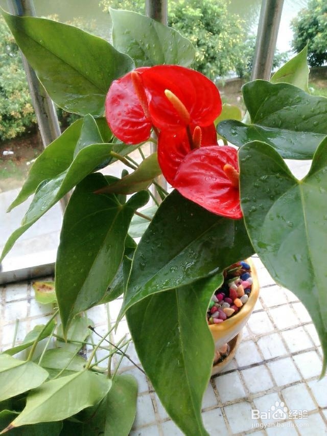 如何才能养好一盆花