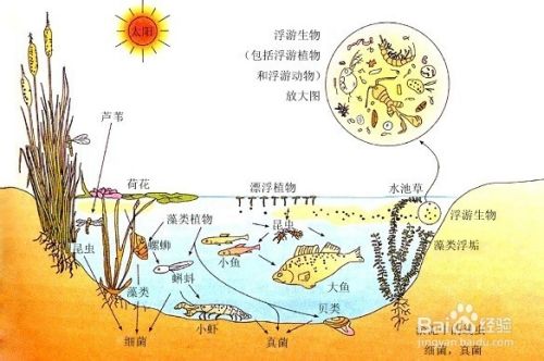 初中科学知识总复习：[22]九下 生物与环境