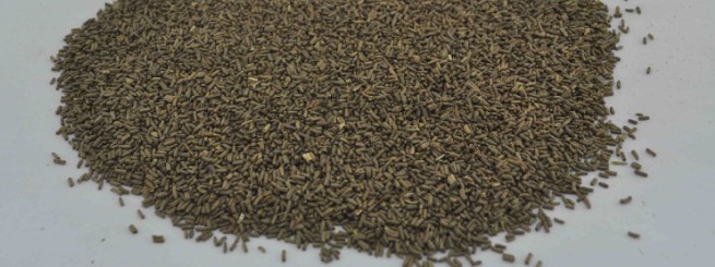 麦杆菊养殖方法