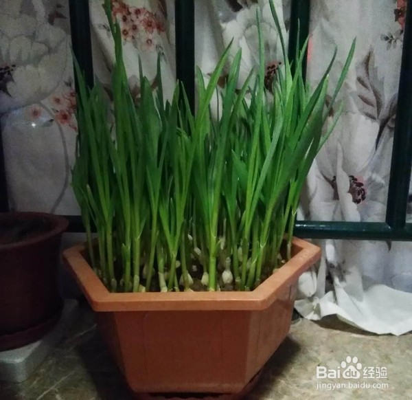 教你做蒜苗炒腊肉