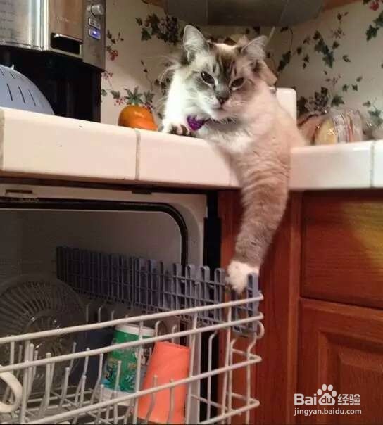 厨房里的坏习惯会让菜比外面的还脏