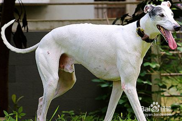 细犬和灵缇有什么区别