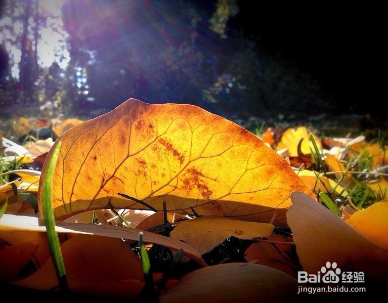 努比亚的手动对焦