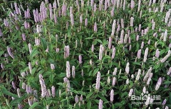 把蒿怎么种植
