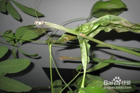 发财树树干萎缩怎么办