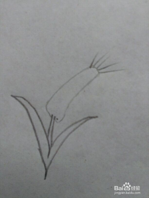 麦穗的简笔画一