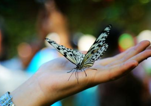 写一篇这真美的作文,可以用上,盛开、飞舞、狂欢、漂亮、优美、明朗、粗壮、香甜、清凉