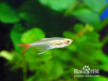 给鱼缸消毒方法