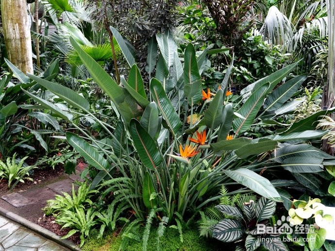 鹤望兰夏季怎么养殖最好#园艺分享